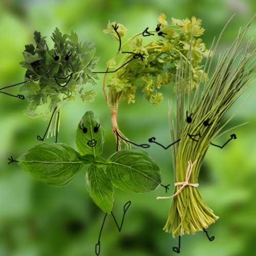 Les herbes aromatiques c'est chez Biocoop Les herbes aromatiques c'est chez Biocoop